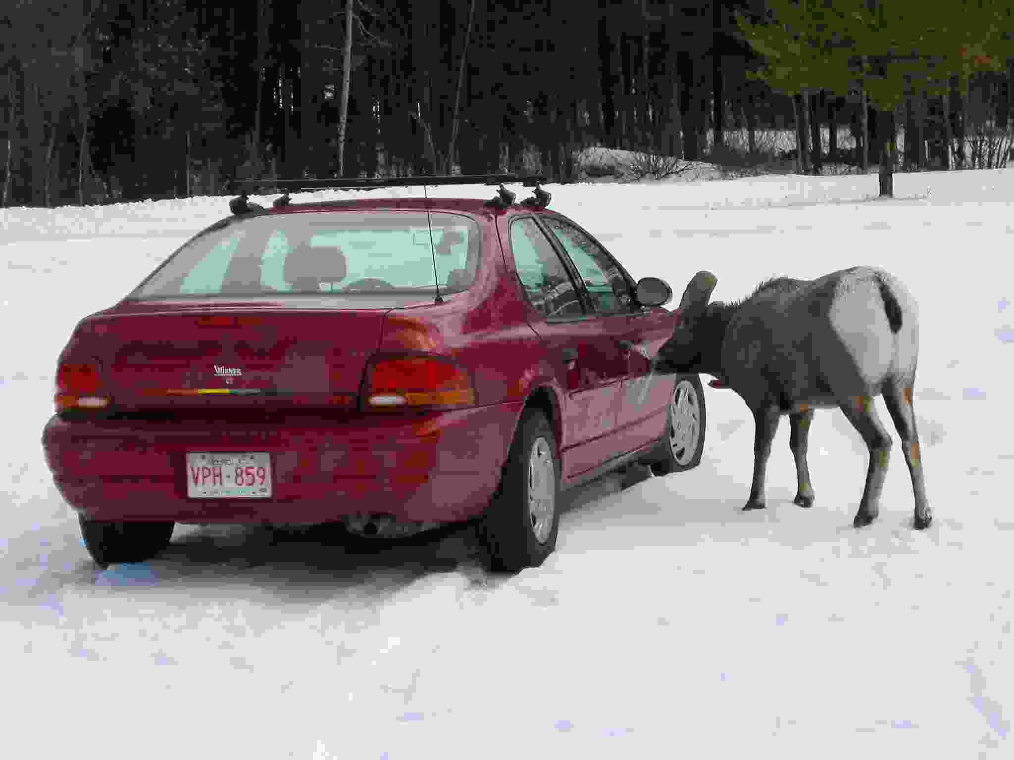 Maligne Canyon Car Wash