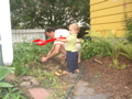 Harvesting Potatoes