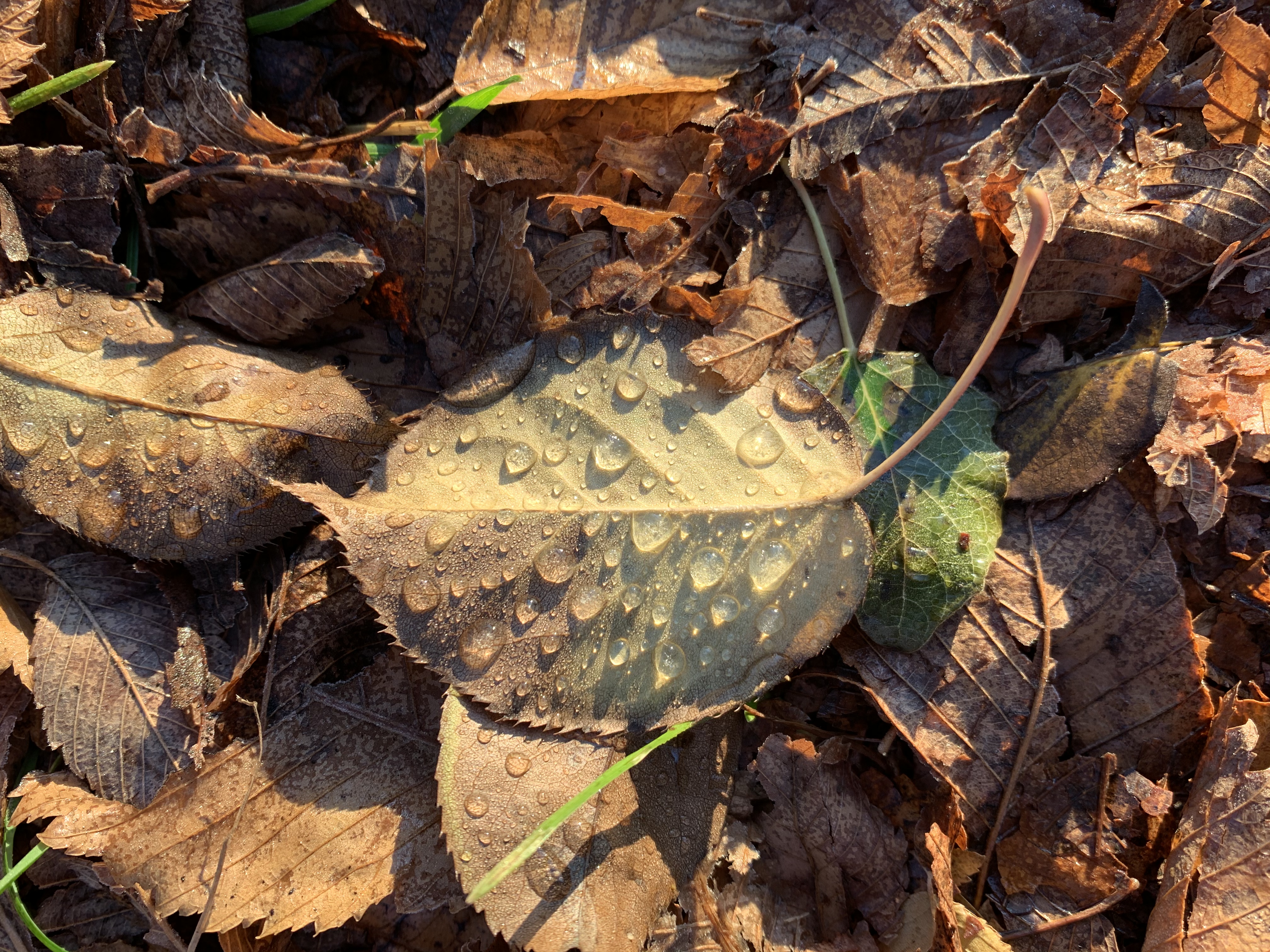 Fall Leaves