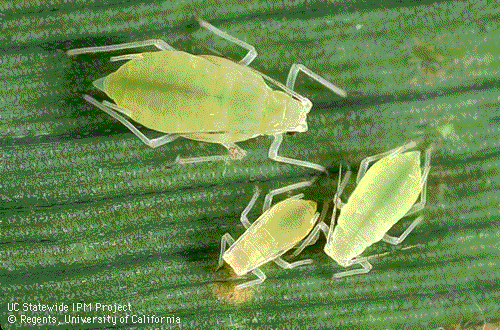 Picture of real aphids.